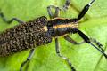 agapanthia villosoviridescens